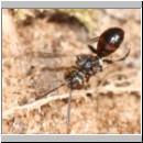 Nomada furva sheppardana - Wespenbiene 01 5mm.jpg